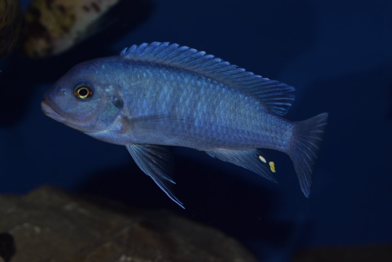 Maylandia callainos 'Chidunga Rocks'